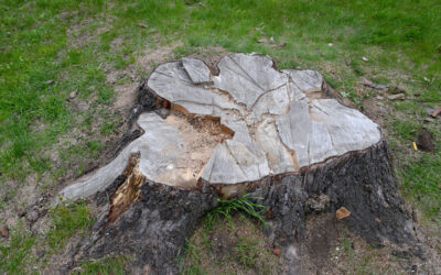 4 Benefits of Professional Stump Grinding Services in Charlwood