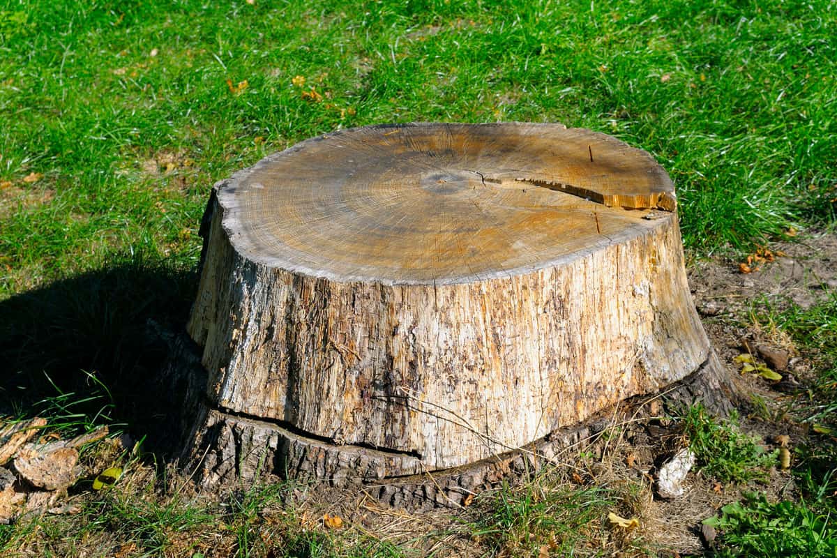 Charlwood Tree Stump Removal